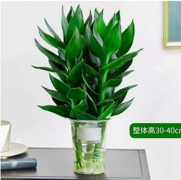 水培植物观音竹3颗