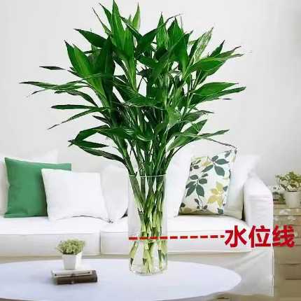 富贵竹一把10颗